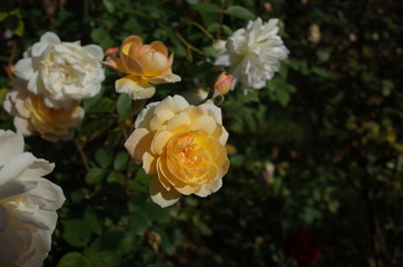 Apricot Flower of Rose 'Apricot Moon' in Full Bloom

