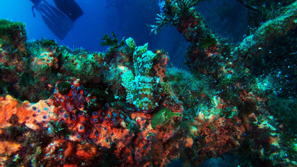Fototapeta na wymiar Coral growing on shipwreck