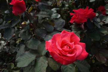 Red Flower of Rose 'Artistry' in Full Bloom
