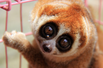 Take a closer look at the exotic animal slow loris (Nycticebus) that was rescued in Pekanbaru,...