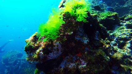 Fototapeta na wymiar Glowing seaweed in New Zealand