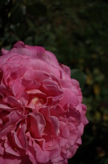 Light Pink Flower of Rose 'Ashley' in Full Bloom

