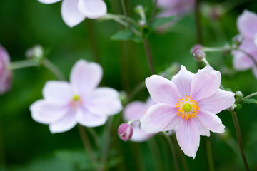 close up of a pink flower in the garden