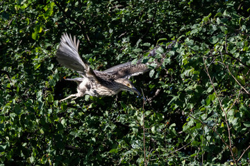 Fototapeta premium Flying young Black-crowned night heron. Natural scene from Wisconsin.