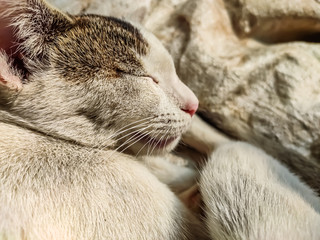 A white cat nose close-up photo in the morning when sunlight fall on this cat.