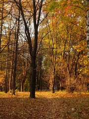 fallen yellow maple foliage on autumn park background, selective focus