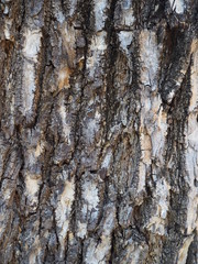 tree bark texture