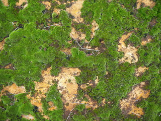 green moss on the stone