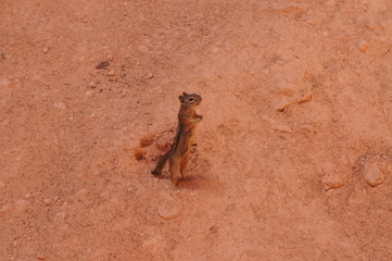 Wild Chipmunk in Bryce Canyon national Park