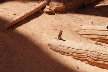 Wild Chipmunk in Bryce Canyon national Park