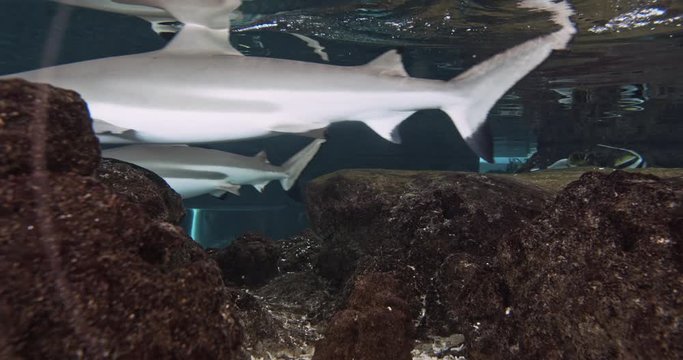 Shark Swimming Near the Water Surface In an Oceanarium