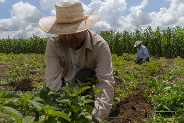 Naklejka na ściany i meble hispanic farmers manual amaranthus planting in a Mexico's farming field
