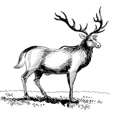 Male stag-deer. Ink black and white drawing