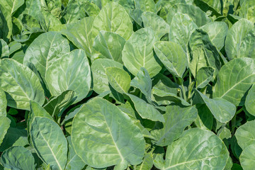 Organic chinese kale vegetables in the garden, Is a food ingredient that is good for health.