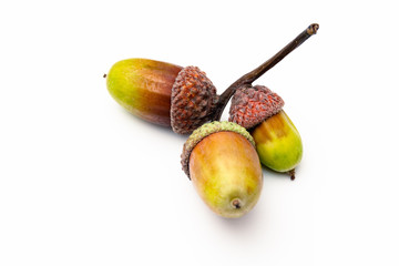 Brown acorn isolated on a white background, close-up. Colorful acorns plucked still green without...