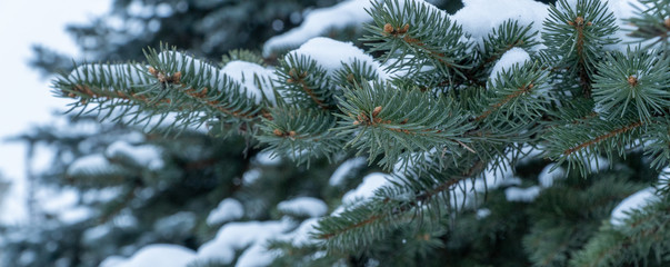Blue spruce in the forest, fluffy snow on the spruce branches. selective focus