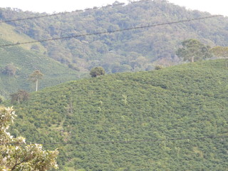 Mountain with coffee trees in coffee plantation