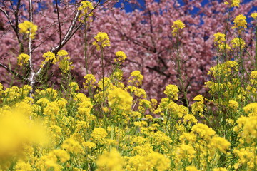 Kawazu Sakura and Rape blossoms  in the park ,kanagawa,matsuda