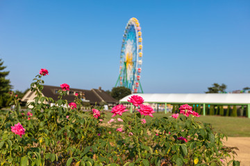 ひたち海浜公園のバラ