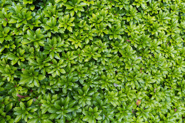 Fototapeta na wymiar Green plants in a garden