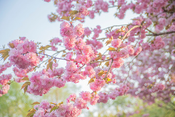 풍성하게 피어난 겹벚꽃