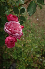 Light Pink Flower of Rose 'Bailando' in Full Bloom
