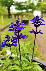 purple flowers in the garden