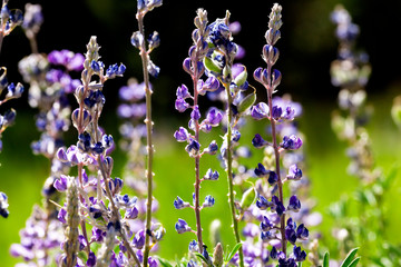 Meadow of Sky Lupines at sunlight in a selective focus, natural background,
