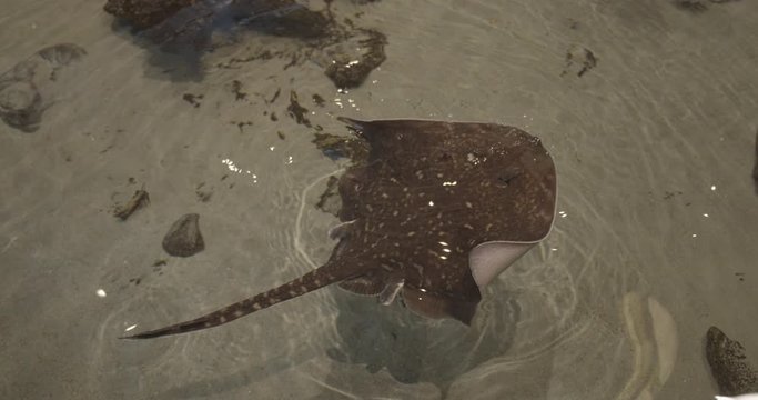 View from Above of Stingray in Oceanarium with Rocks and Sand Beneath Water