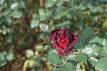 Dark Red Flower of Rose 'Black Baccara' in Full Bloom
