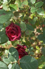 Dark Red Flower of Rose 'Black Baccara' in Full Bloom
