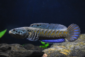 Ornate SnakeHead or Burmese Spotted Snakehead (Channa ornatipinnis)