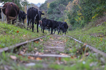 Cattle grazing on a ground grass after rain on a railway line