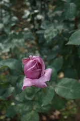 Light Purple Flower of Rose 'Blue Moon' in Full Bloom
