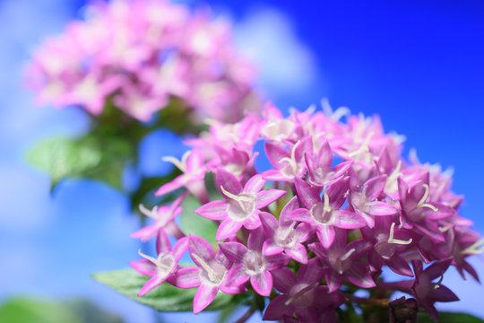 387 件の最適な ペンタスの花 画像 ストック写真 ベクター Adobe Stock