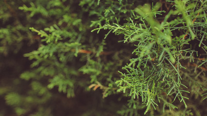 Сlose-up of a coniferous tree branch.