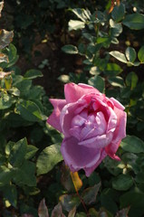 Light Purple Flower of Rose 'Blue Parfum' in Full Bloom
