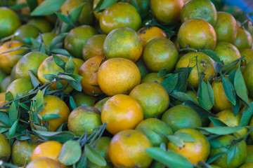 Natural organic orange fruit on tree in farm