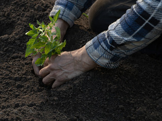 A gardener is planting tomato seedlings in the garden