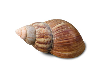 Close up spiral shell isolated on white background with clipping path.