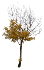 Fototapeta premium Autumn tree isolated on white background. Yellow red orange leaves. Suitable for use in architectural design or Decoration work. Used with natural articles both on print and website.