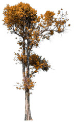 Autumn tree isolated on white background. Yellow red orange leaves. Suitable for use in architectural design or Decoration work. Used with natural articles both on print and website.