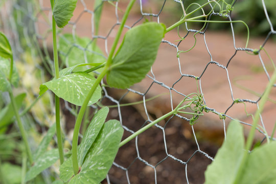 Peas growing with tendrils hanging on to trellis fencing