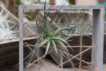 Air plant, tillandsia, in stand