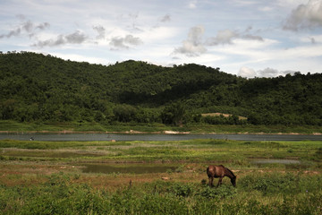 Shot of horse eating grass in its beautiful habitat beside river.