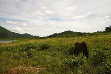 Shot of horse eating grass in its beautiful habitat.