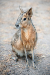 Naklejka na ściany i meble Patagonian mara (Dolichotis patagonum) is a relatively large rodent in the mara genus (Dolichotis). It is also known as the Patagonian cavy
