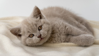 Fototapeta na wymiar British shorthair cat. cat smoky colour. small cute kitten lies and looks forward