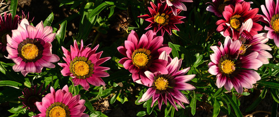 A variety of large multi-colored flowers of the African gazania plant.