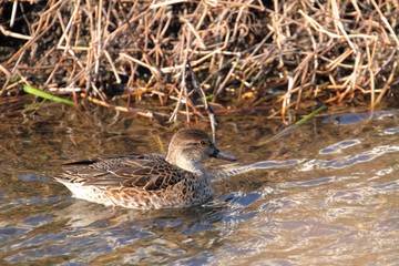 Common Teal (Anas crecca) in Japan　コガモ